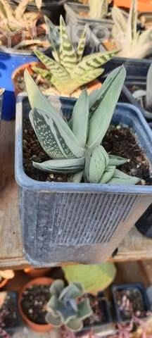 Suculentas aloe