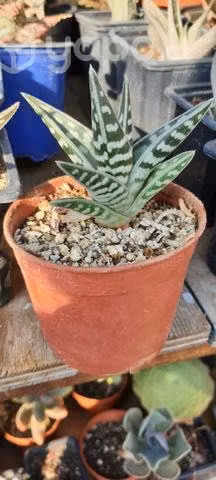 Suculentas aloe