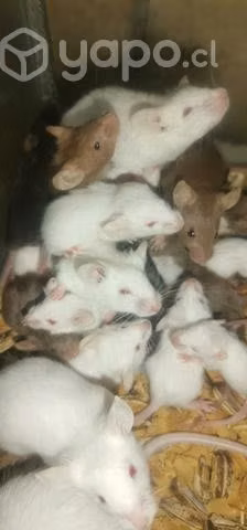 Ratones - Imagen 2