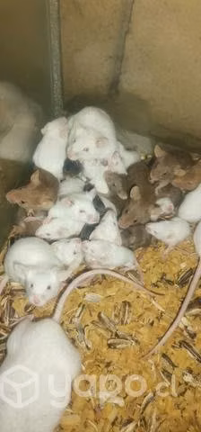 Ratones - Imagen 4