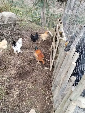 Pollos Brhama Puros y Mezclas