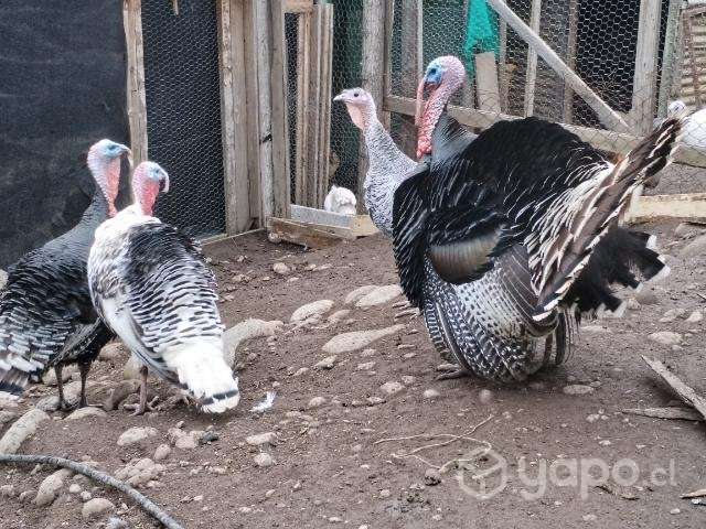 Pavos común macho - Imagen 2