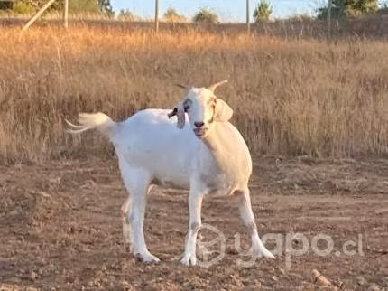 Chiva Reproductora