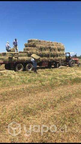 Fardos de Alfalfa - Imagen 2
