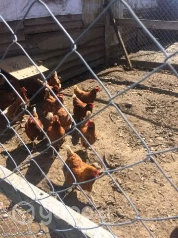 Gallinas .....