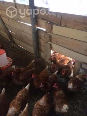 Gallinas .....