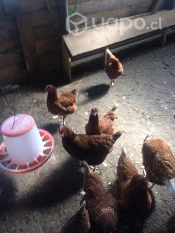 Gallinas .....
