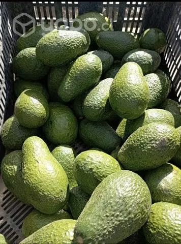 Palta Hass Firme chilena