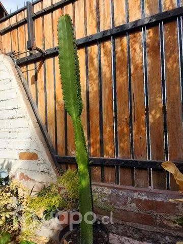Planta captus