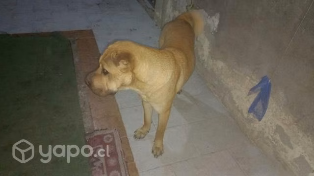 Se Regala Perrita Sharpie
