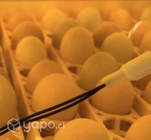 Incubadora 98 huevos