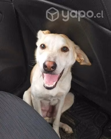 Perrita en adopción