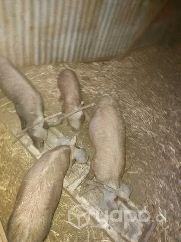 Chanchillos y corderos