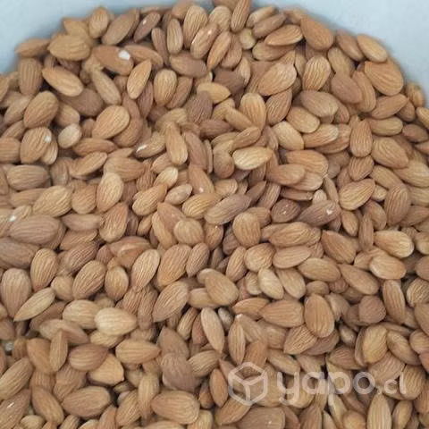 Almendras NonPareil y Nuez Chandler - Imagen 3