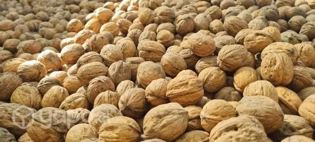 Nueces con cascaras