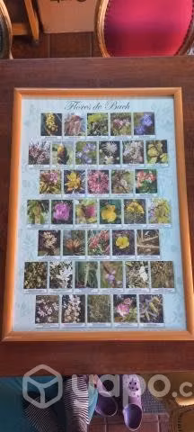 Cuadros flores de bach