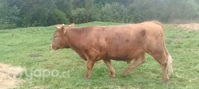 novillos castrados