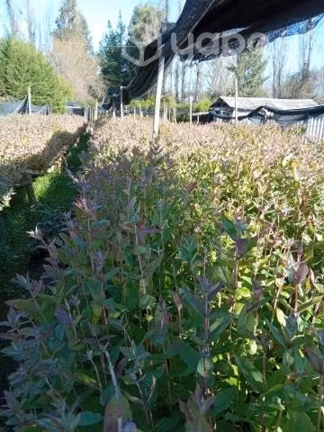 Plantas Eucaliptus