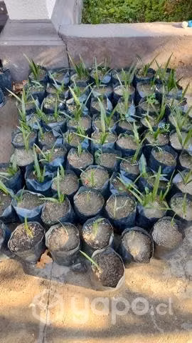 Palmeras con 6 meses de crecimiento