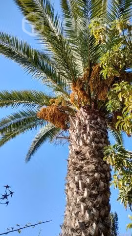 Palmeras con 6 meses de crecimiento