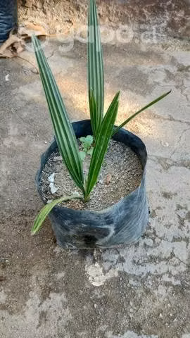 Palmeras con 6 meses de crecimiento