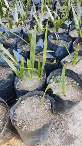 Palmeras con 6 meses de crecimiento