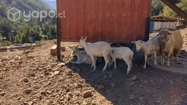 Cabras saanen
