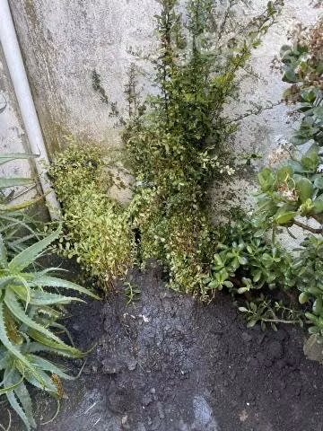 Plantas de crateus