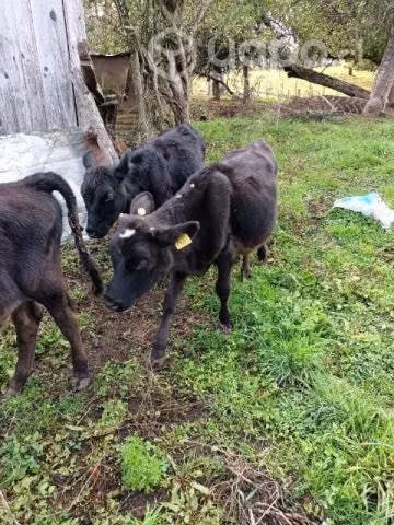 Vendo animales