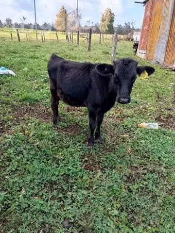 Vendo animales