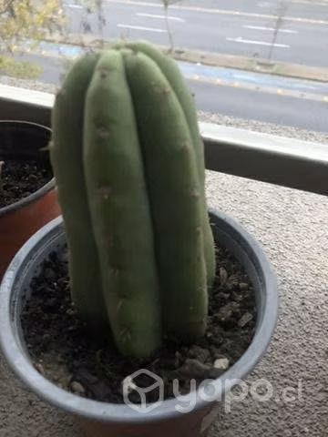 Cactus, fuente de éxitos personal y laboral