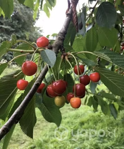 Arbolitos y matas de frutas