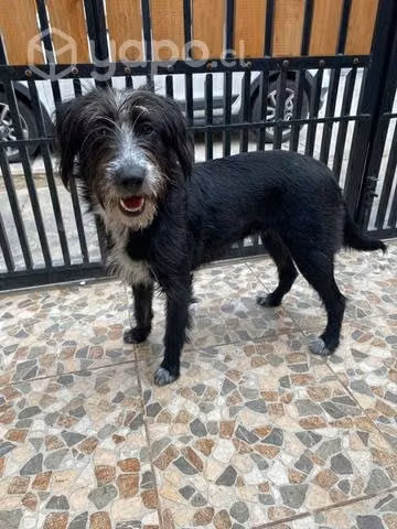 En Adopción mestiza Shnauzer