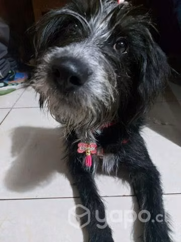 En Adopción mestiza Shnauzer