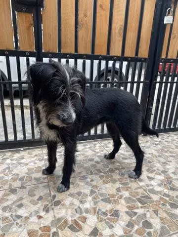 En Adopción mestiza Shnauzer