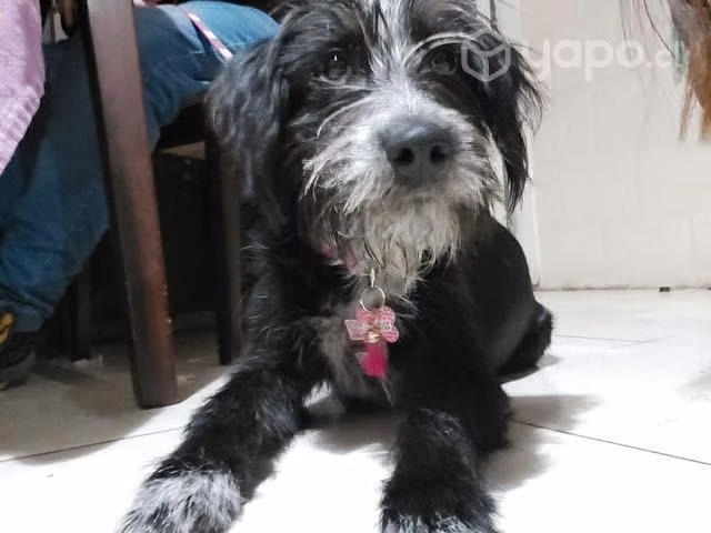 En Adopción mestiza Shnauzer