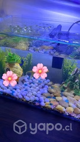 Acuario 23L