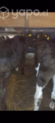 Lote terneros