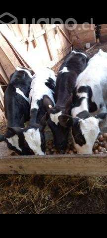 Lote terneros - Imagen 2