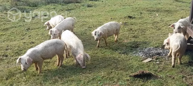 Maltones especial para el asado