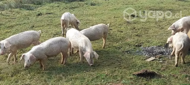 Maltones especial para el asado