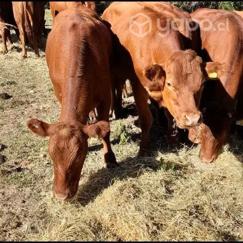 Novillos Angus Rojo
