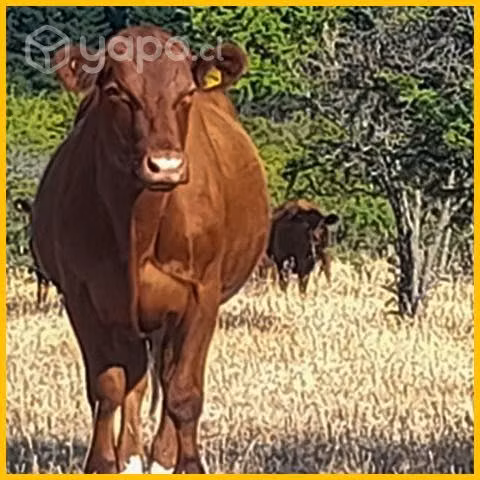 Novillos Angus Rojo