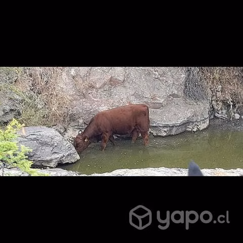 Novillos Angus Rojo