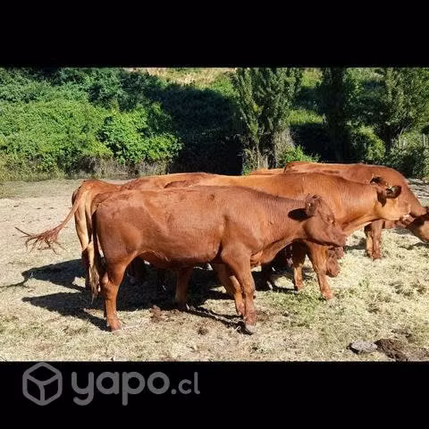 Novillos Angus Rojo