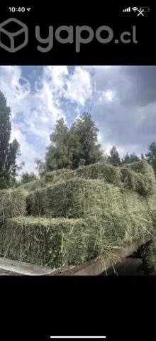 Fardos alfalfa pura de 2 y 3 corte