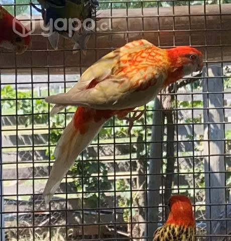 Parejas de rósellas juveniles ! - Imagen 5