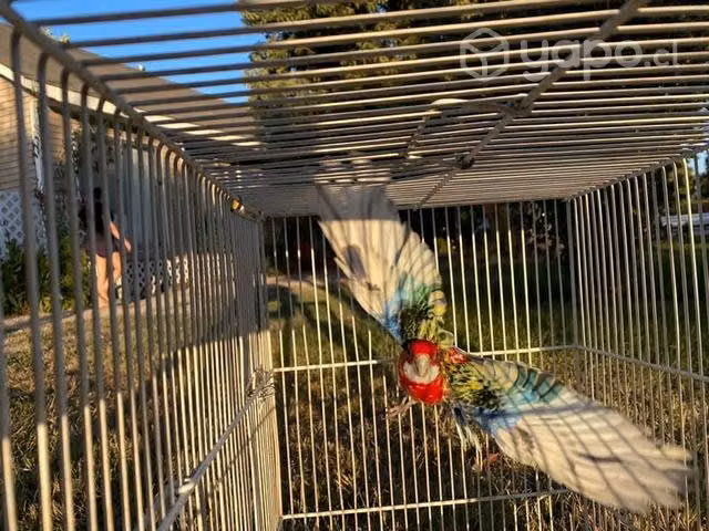 Parejas de rósellas juveniles ! - Imagen 4