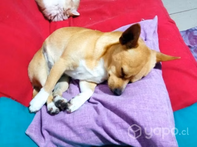 Nena Chihuahua