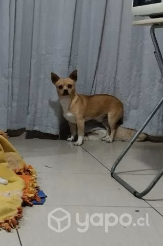 Nena Chihuahua